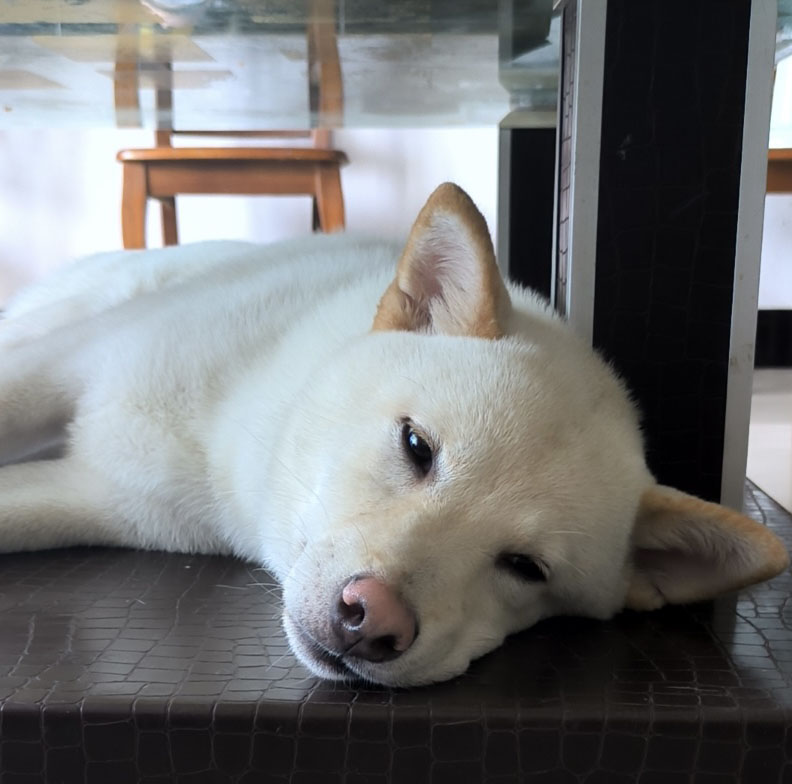 荆州市松滋市失踪白色柴犬寻找启事