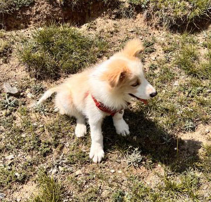 5月6日，信阳羊山新区寻找丢失的边牧公犬小白
