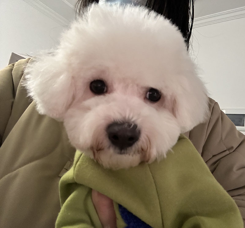 南昌寻狗启事：泡芙走失，请寻爱犬帮找！