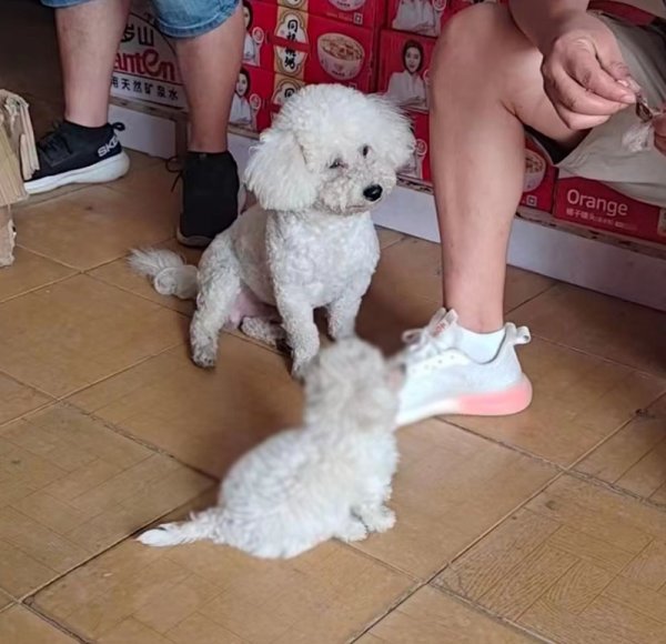 寻狗启事：厦门江头建材市场附近走失的小白