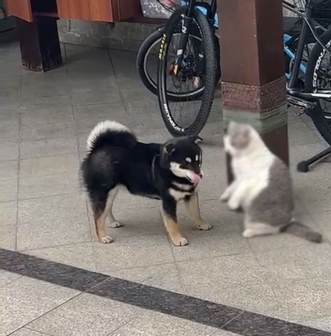 亳州市谯城区寻找黑柴犬小仙