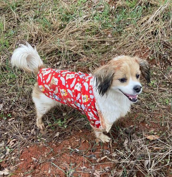 宜昌寻狗启事：小花走失，请帮忙寻找