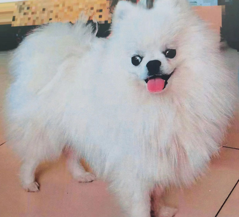 杭州寻狗启事：博美犬小白走失