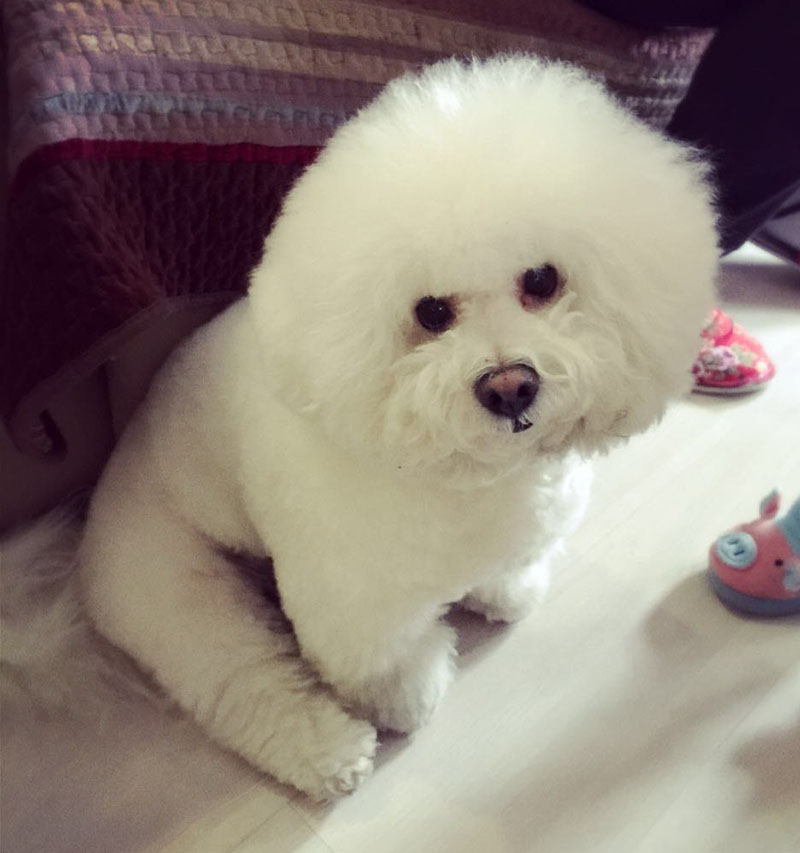 北京市朝阳区3000寻找比熊犬