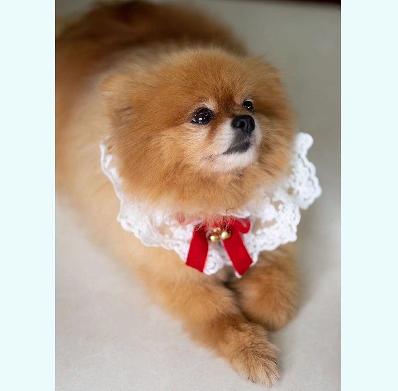 上海寻找博美犬小白，失踪地点：宝山区宝安公路姜家村，紧急联系王先生
