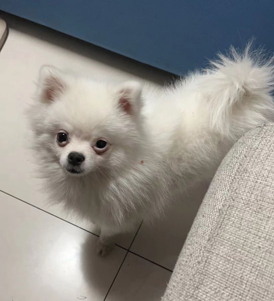 寻狗启事：博美小白走失，谊联名居东门附近急寻！