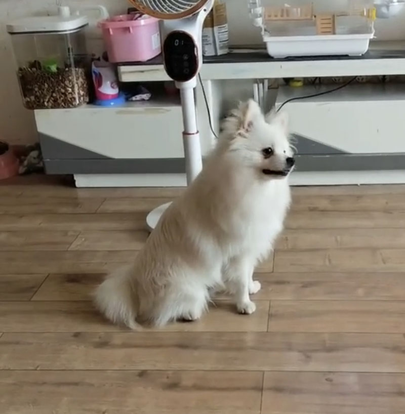 郑州博美犬走失情况