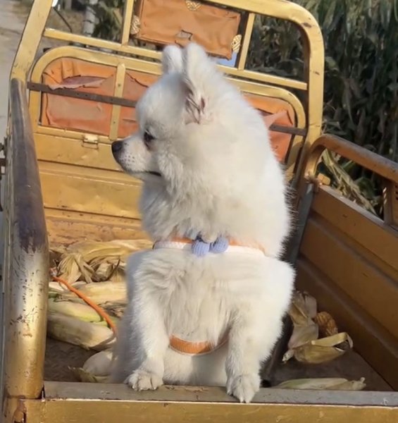 寻找白色博美犬