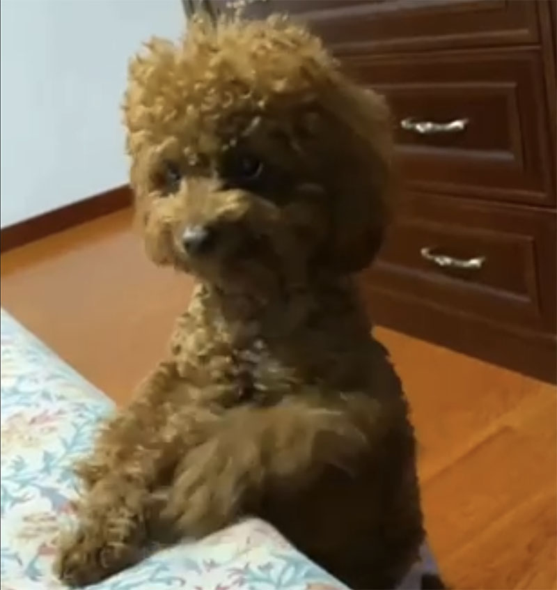 徐州市鼓楼区寻豆豆泰迪犬启事