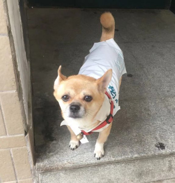 西安市雁塔区1000寻找田园犬