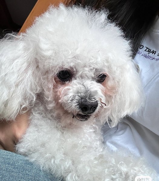 合肥市包河区有偿寻找贵宾犬