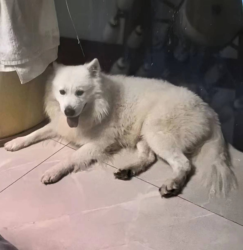 商丘市梁园区寻找萨摩耶犬 点点 寻狗启事