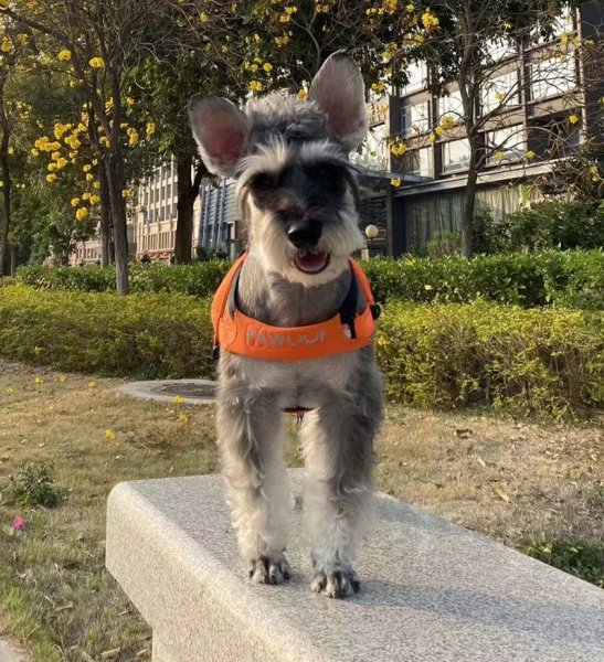 太原赛级迷你雪纳瑞公犬小白走失启事