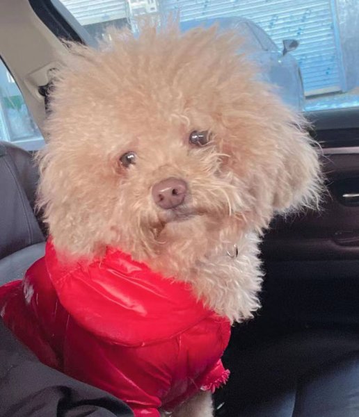 浙江温州乐清丢失泰迪犬小宝，赏金500
