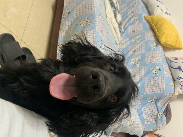 寻狗启事：黑色英卡犬卡卡走失，请帮忙转发扩散