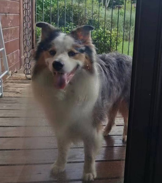 长沙寻边牧犬主人，小花走失在洞井商贸城