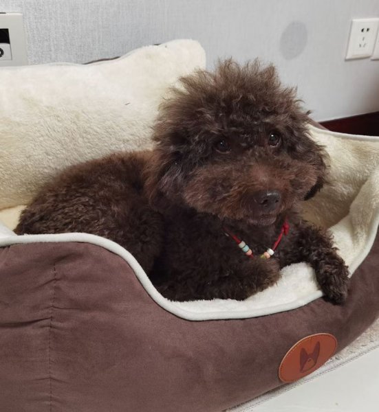 无锡市惠山区寻找泰迪犬：憨憨遗失