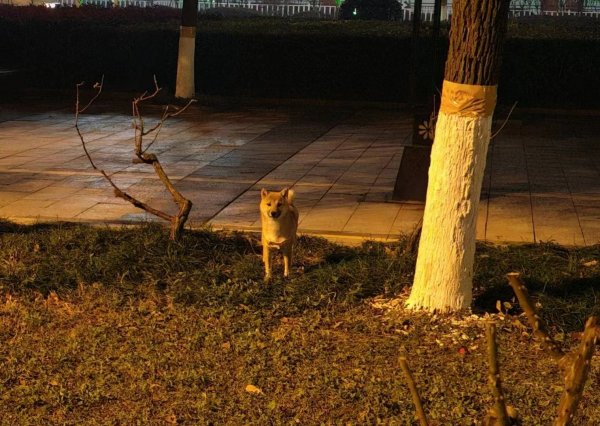南阳柴犬大黑柴丢失情况寻狗启事