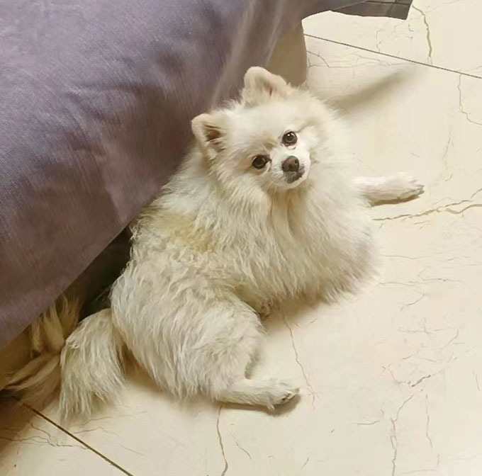 宁波寻狗启事：白色博美犬洁洁走失，请帮忙寻找
