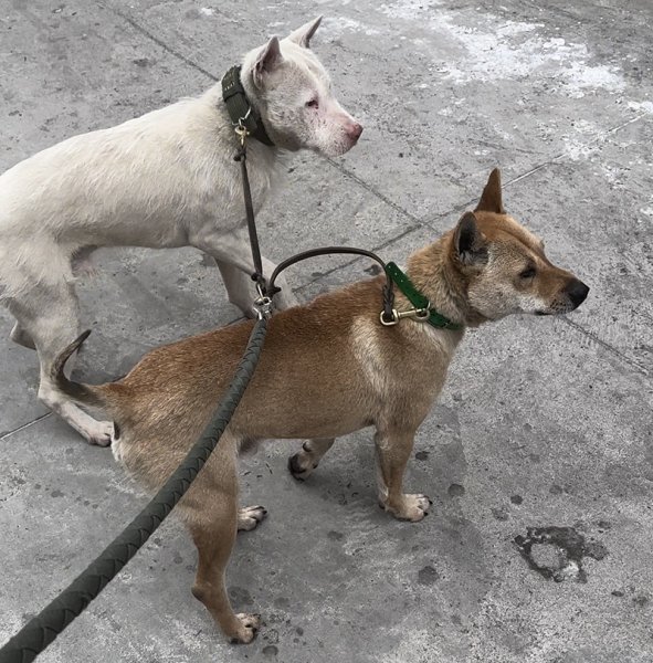 寻找二只爱犬广西犬/下司犬二愣/三胖在承德市双桥区丢失情况