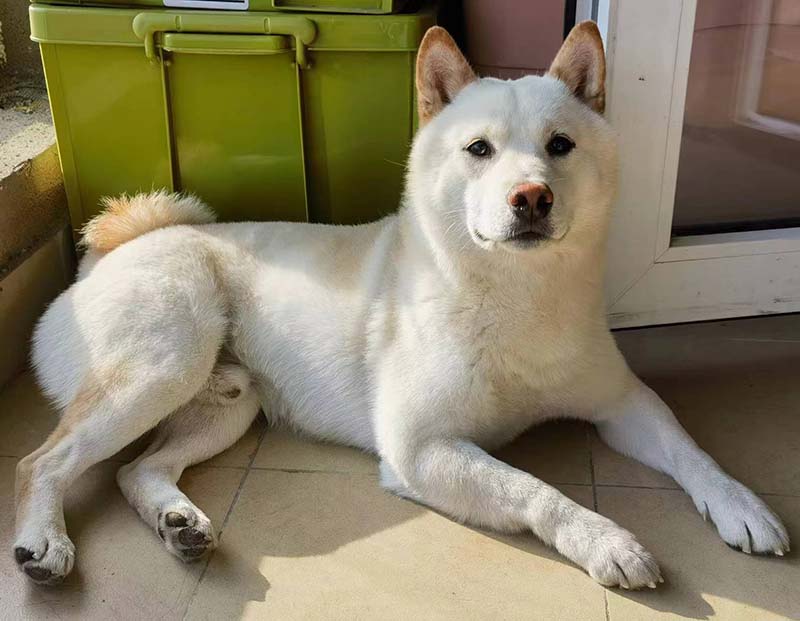乌鲁木齐寻狗：柴犬小白走失启事