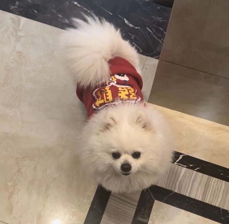 四川达州寻找博美狗小白