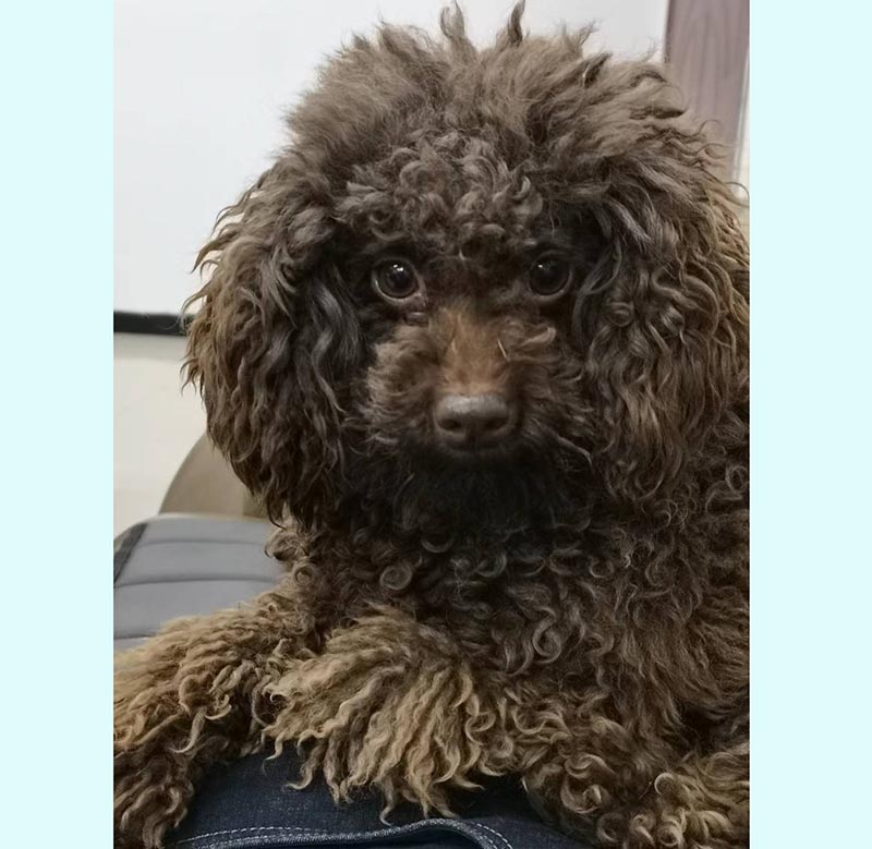 九江市柴桑区寻找棕色泰迪灰灰