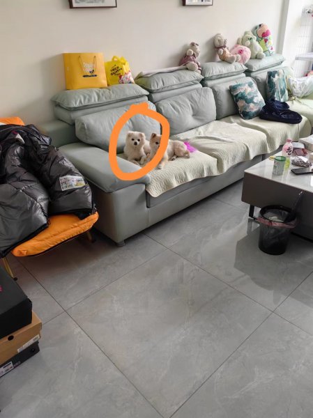 昆明市盘龙区云锡花园一期东区走失小白寻狗启事