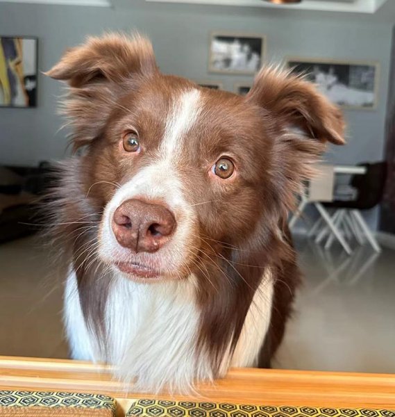 求助！重庆江北区黄泥磅附近走失边牧犬旺财寻找主人
