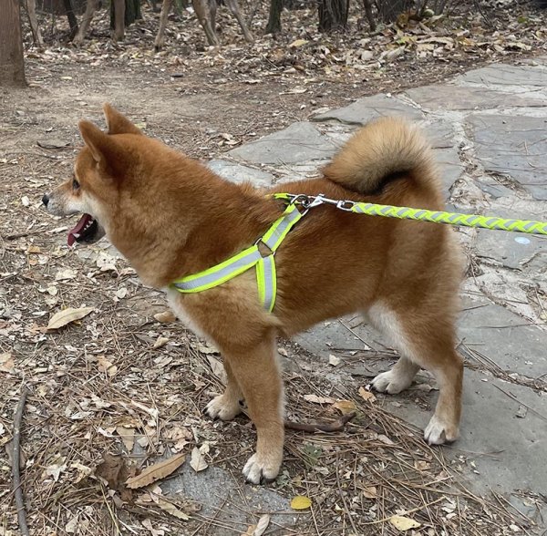 贵阳 柴犬小柴走失寻找主人