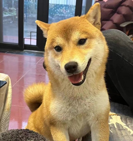 石家庄寻狗启事：柴犬旺财走失，盼望好心人帮忙