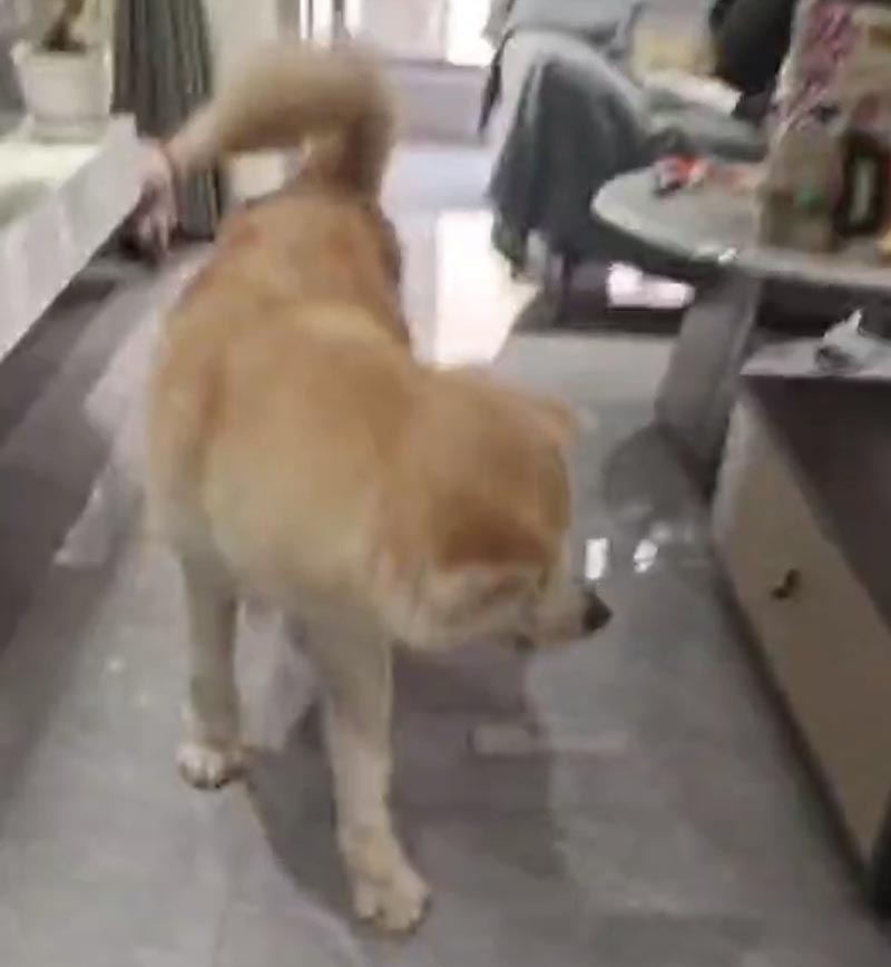山西晋中秋田犬阿秋走失寻找启事