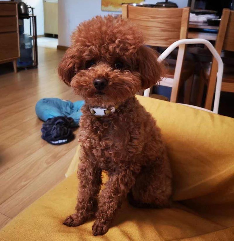 昆明市盘龙区$2000寻找泰迪犬