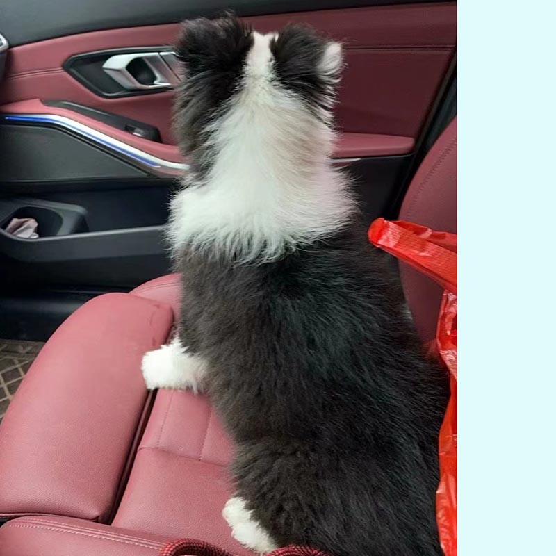 永州市道县寻找边牧犬