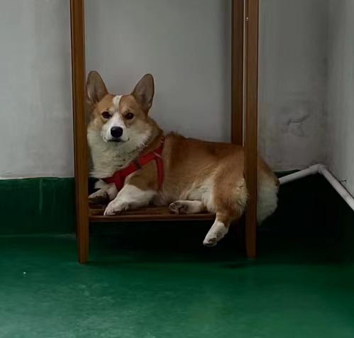 深圳市坪山区寻找柯基犬元宝