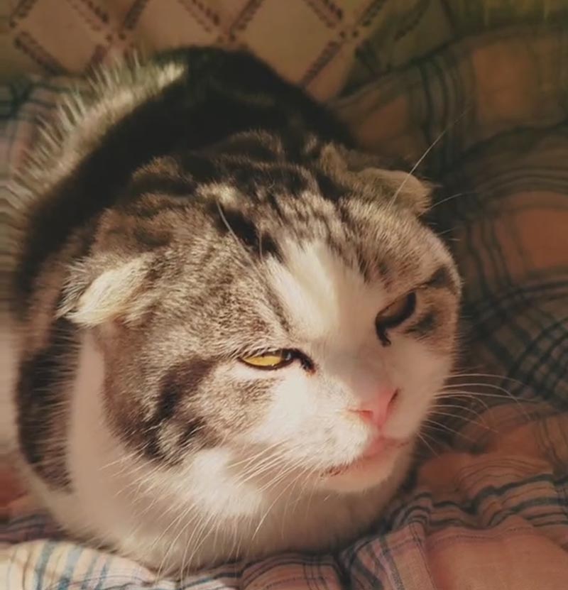 蚌埠市龙子湖区失踪美短猫芙芙寻猫启事