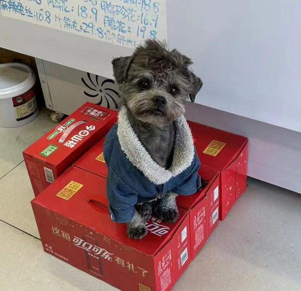 天津滨海新区寻串串犬黑豆宠物，寻狗启事