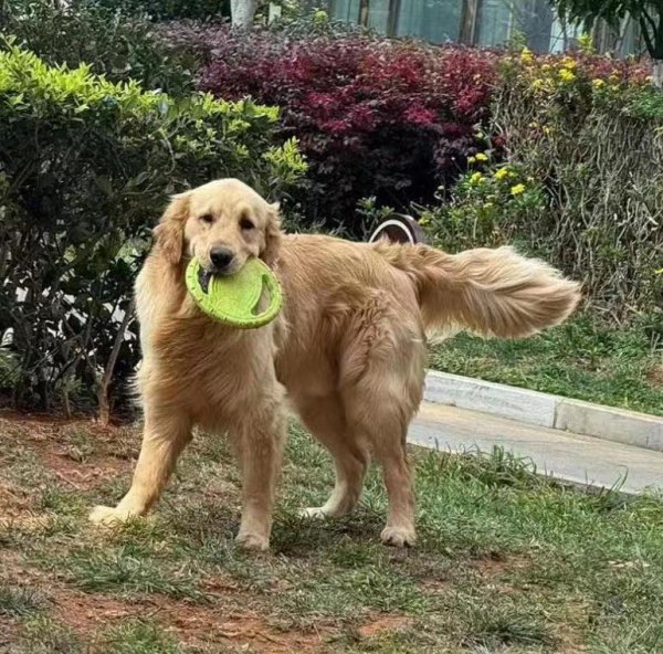 昆明市五华区金毛犬奇奇寻回启事