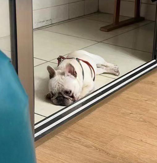 深圳市龙华区寻找法斗犬富贵
