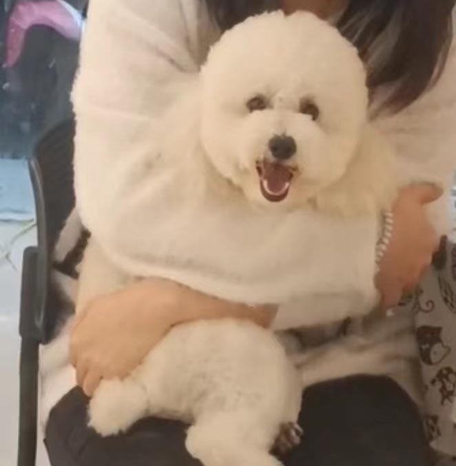 深圳市龙岗区失踪宠物寻找启事：初九马尔泰犬寻回行动