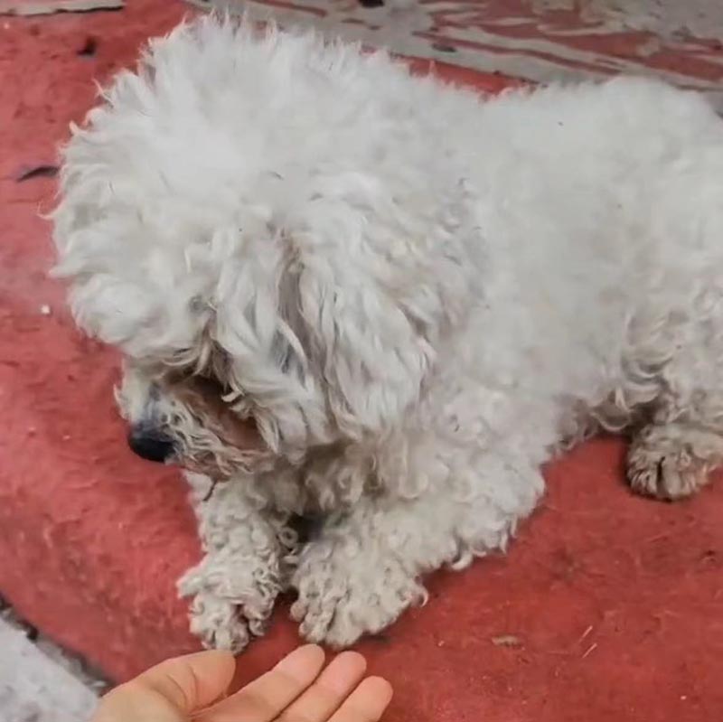 台州市椒江区失踪白色泰迪犬球球寻找启事