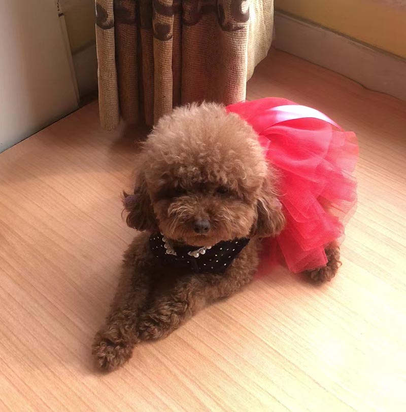 北京市西城区10000寻找泰迪犬：小米粒丢失启事