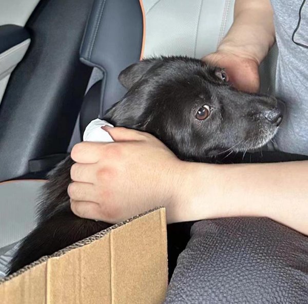 深圳市龙岗区寻找小黑田园犬