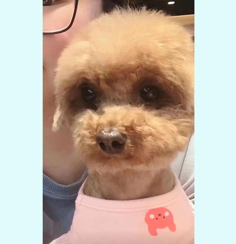 石家庄市辛集市2024寻找泰迪犬宠物麦妮的失踪启事