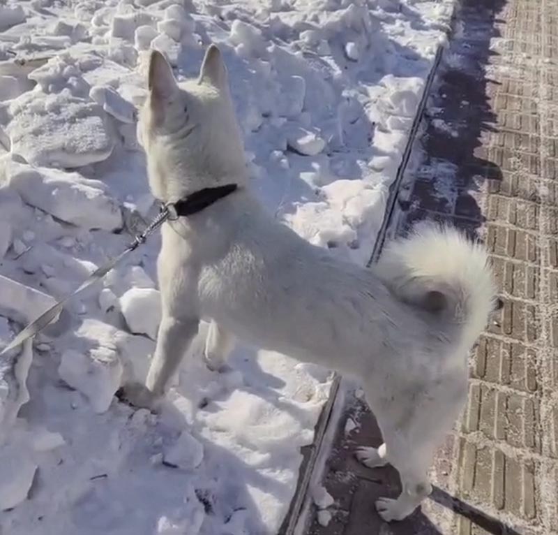 沈阳市于洪区丰山犬十一走失寻回启事
