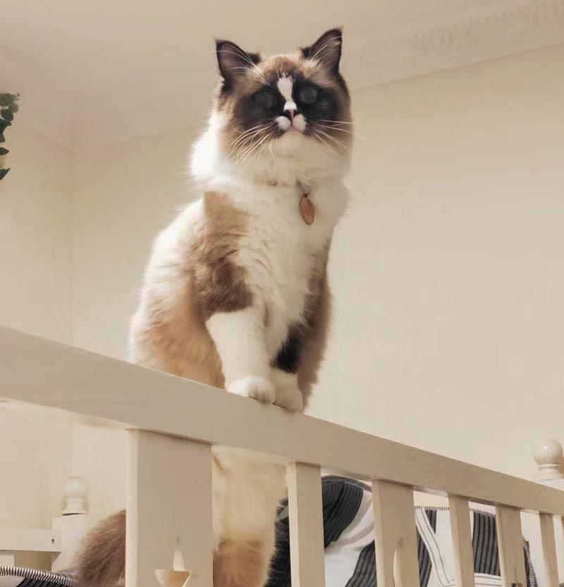 南京市栖霞区寻找布偶猫 开心