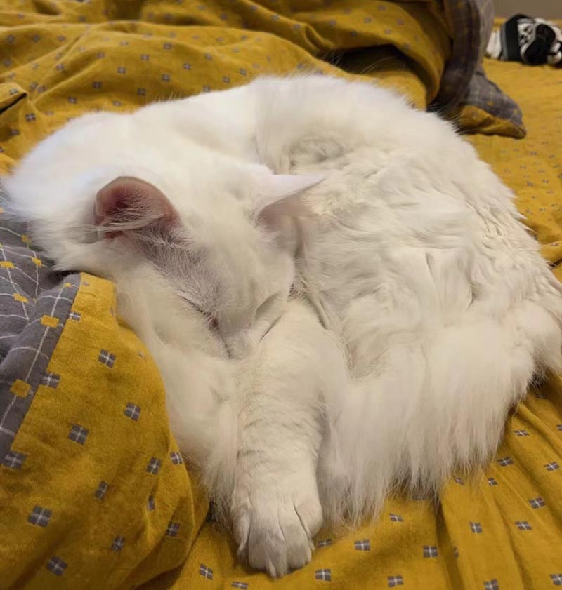 重庆市大足区寻找狮子猫钱多多