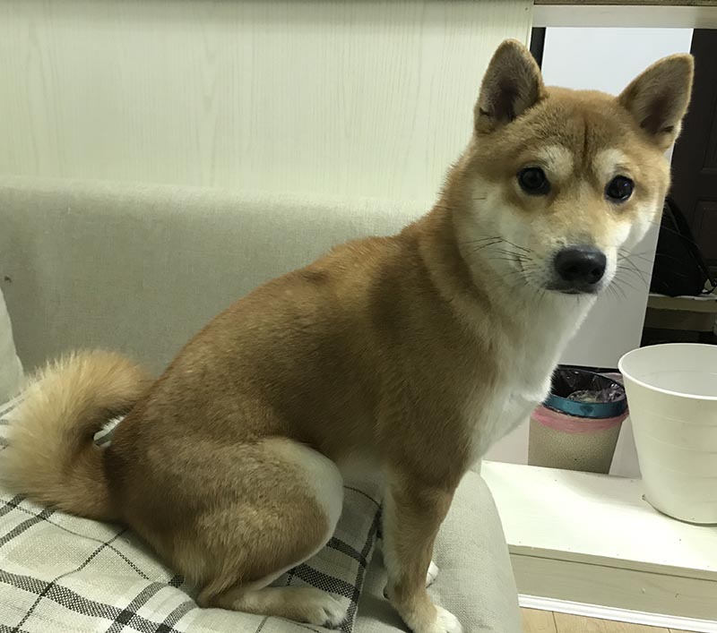 蚌埠市禹会区赤色柴犬地才走失