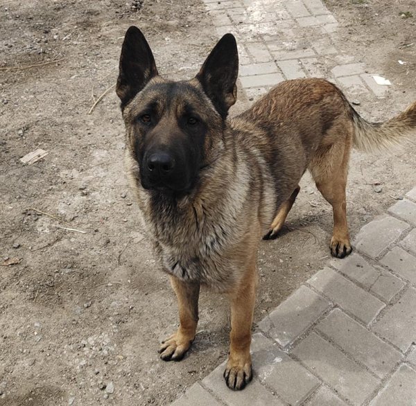 济南寻找德牧犬：虎子失踪启事