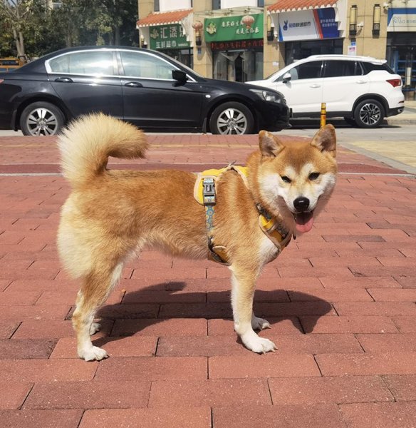 广州市增城区柴犬柴宝走失寻狗启示